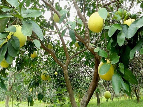 THT TRỒNG BƯỞI PHÚC TRẠCH THÔN TRẠI TUẦN
